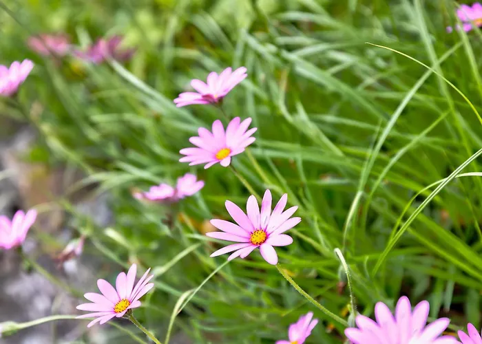 Howgills Holiday home
